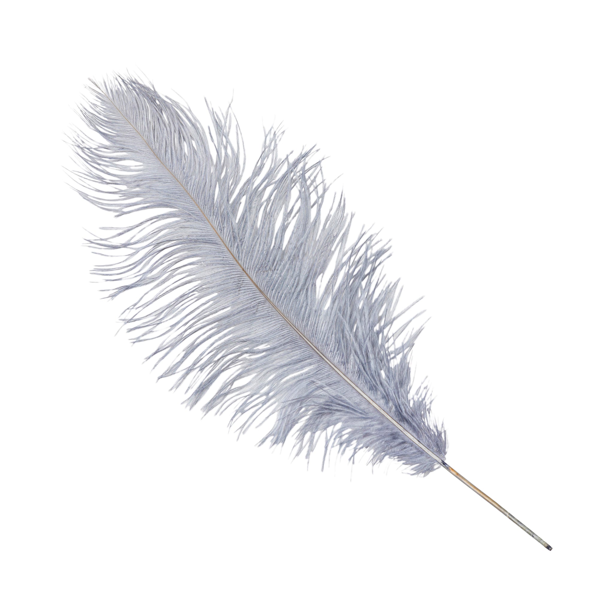 Single White or Black Ostrich Feathers $2.60 per stem (plume