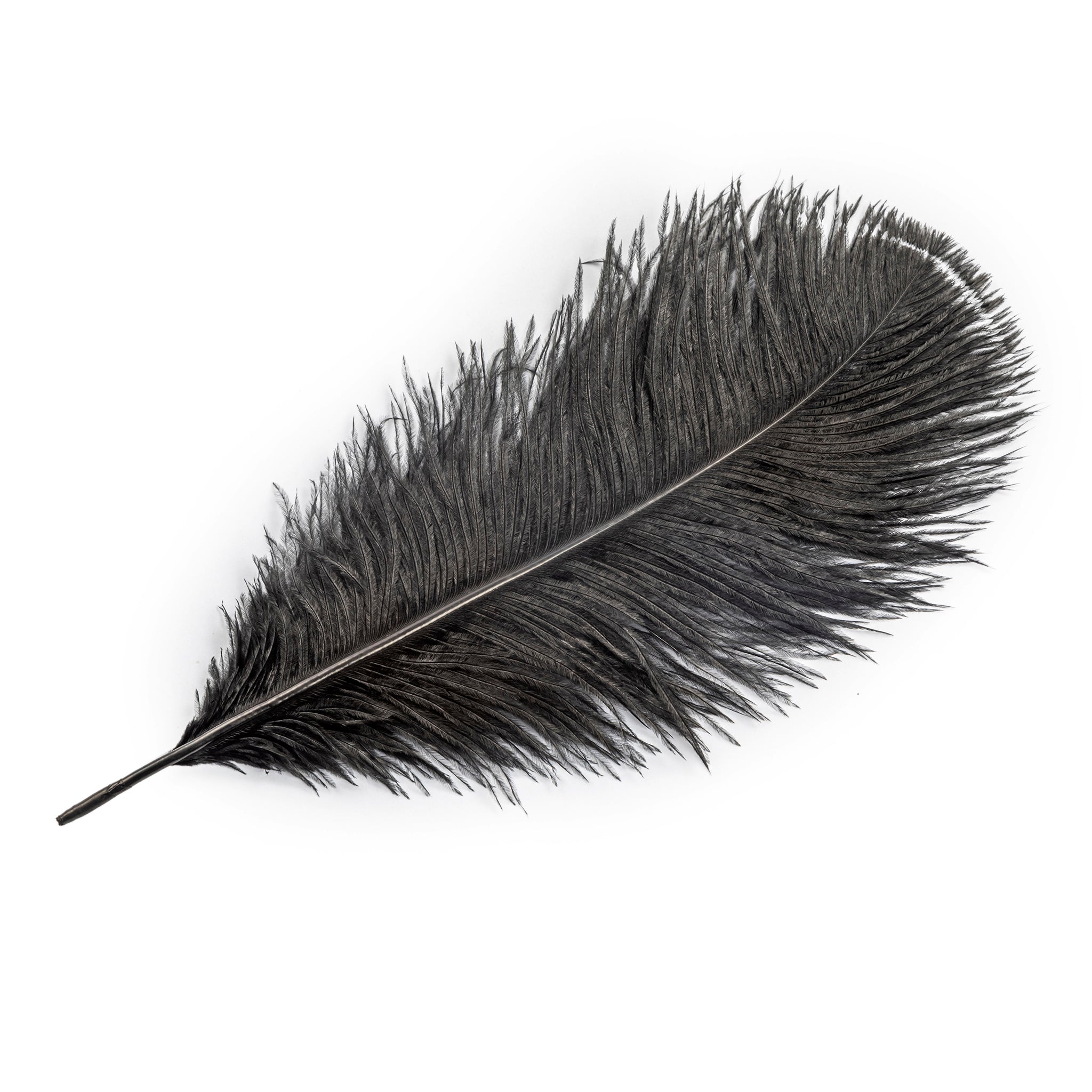 Ostrich Feathers 14-16 (10 pcs) - Black