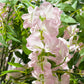 4ft Artificial Pink Wisteria Tree close up of the wisteria florals