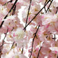 Cherry Blossom Ceiling Cascade Pink florals close up