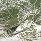 Leaf Branch Reversible Jacquard Olive Green fabric close up