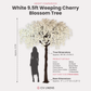 9.5ft Weeping Cherry Blossom Tree White infographic showing product details