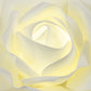 Lighted Large Foam Rose Wall Decor 50 cm - Ivory