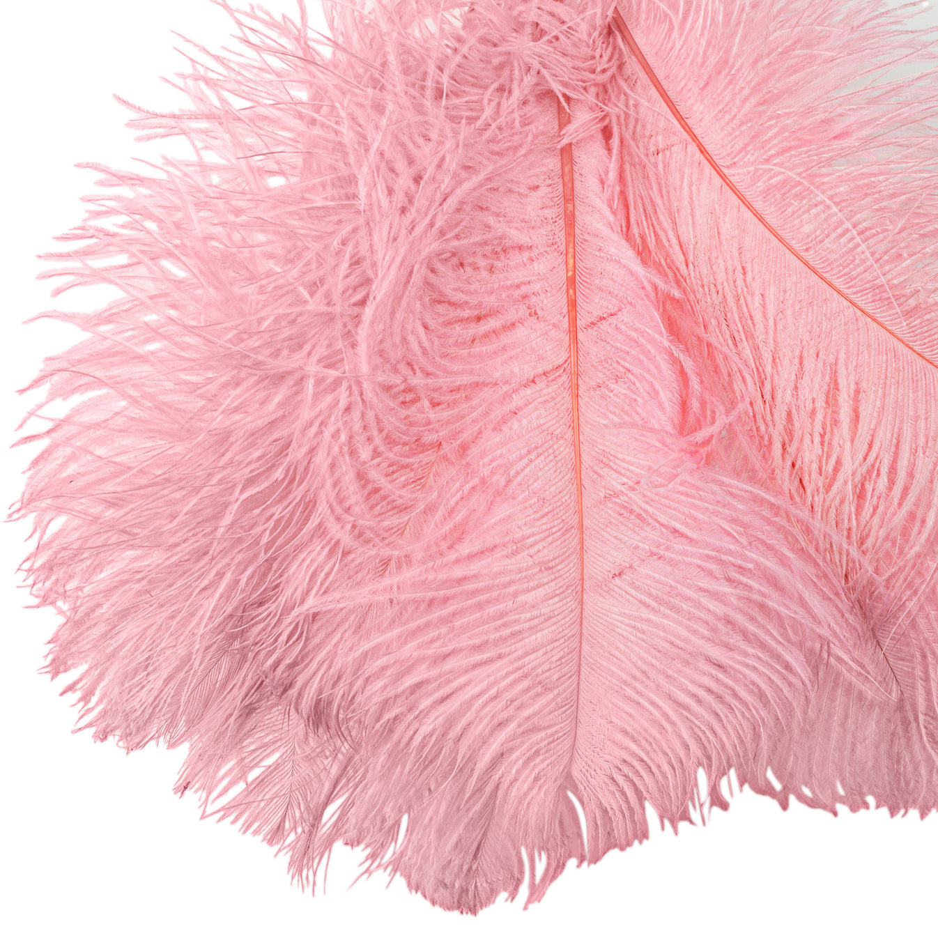 Wholesale Ostrich Feathers 16