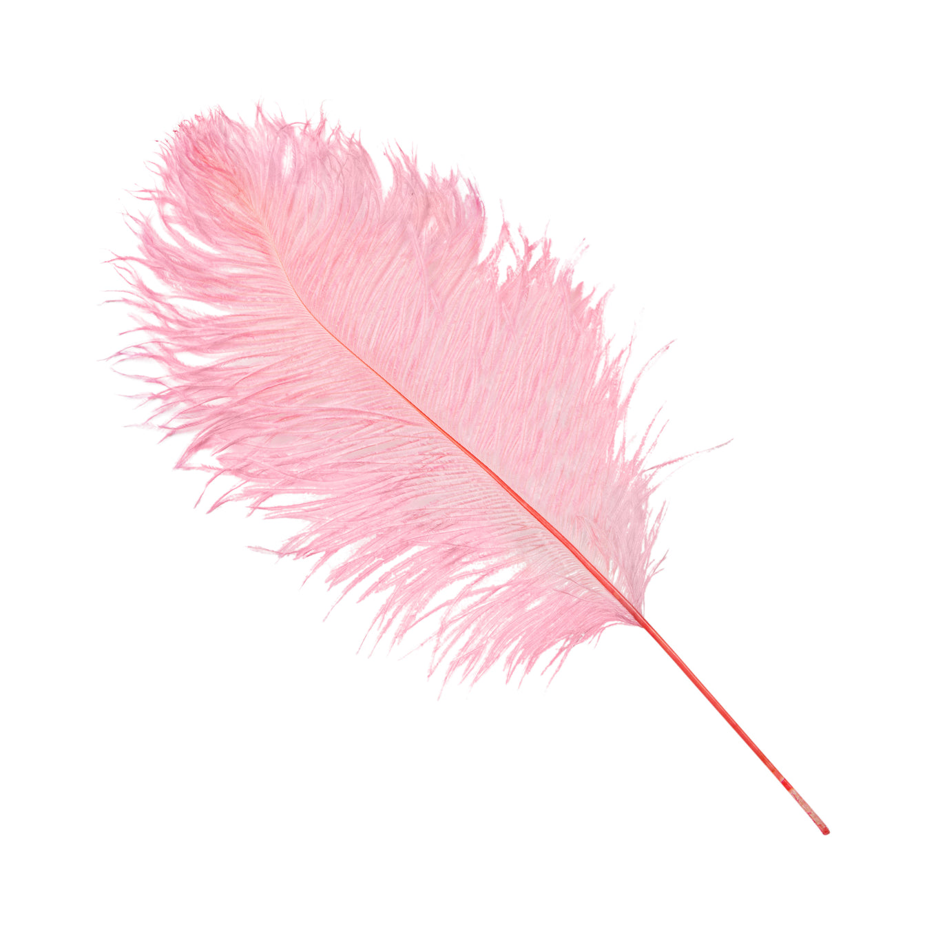 Wholesale Ostrich Feathers 16