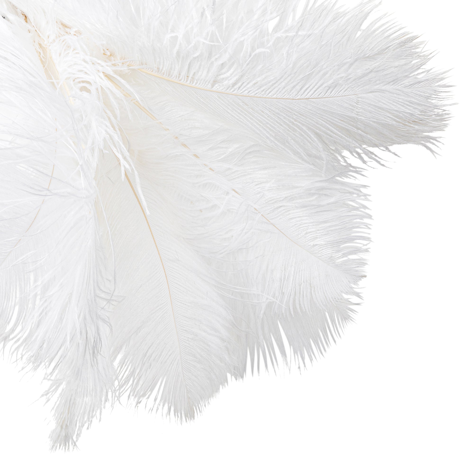 Single White or Black Ostrich Feathers $2.60 per stem (plume