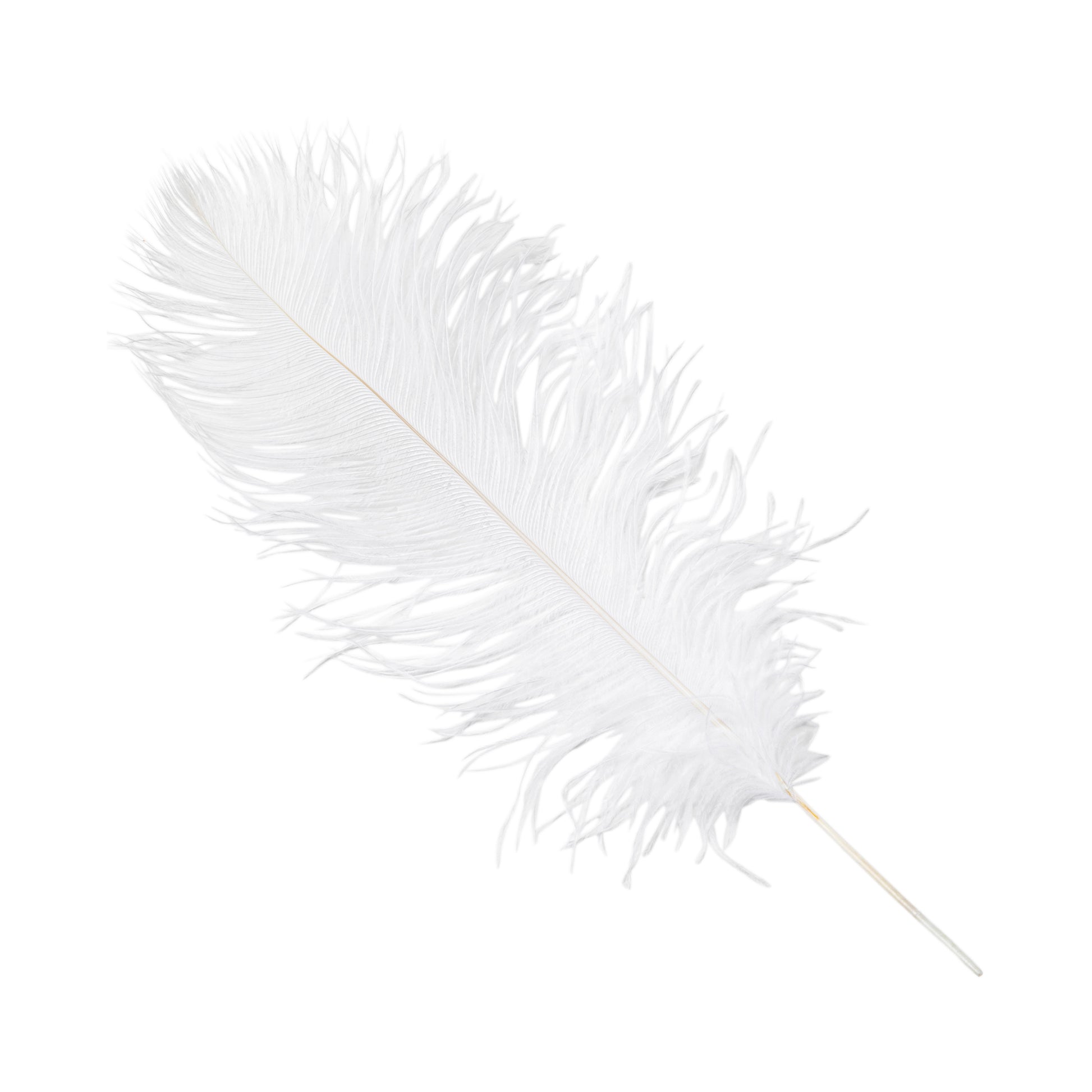 Ostrich Feathers 16"-18" (10 pcs) - White