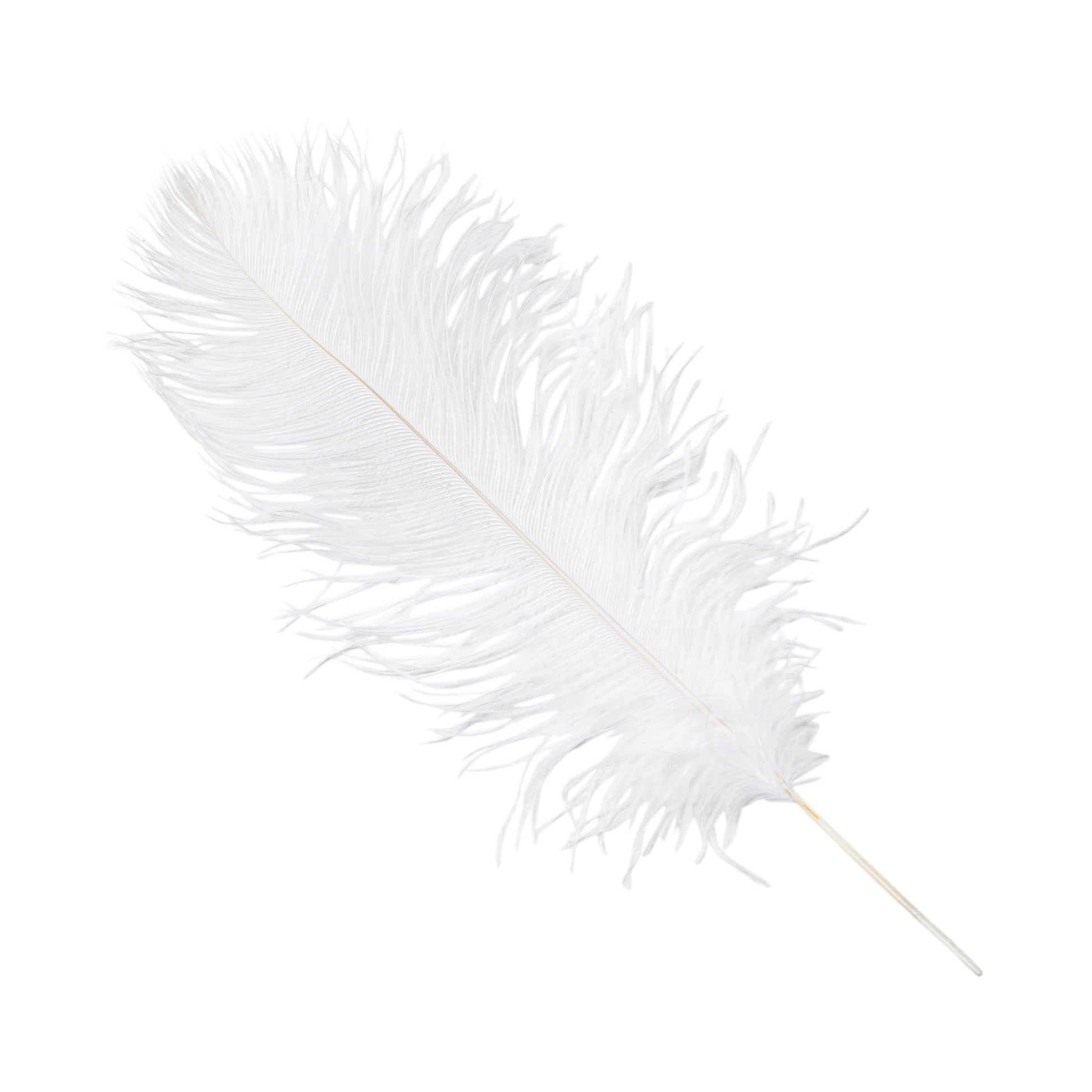 Ostrich Feathers 14"-16" (10 pcs) - White
