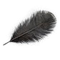 Ostrich Feathers 14"-16" (10 pcs) - Black