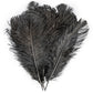 Ostrich Feathers 14"-16" (10 pcs) - Black - CV Linens