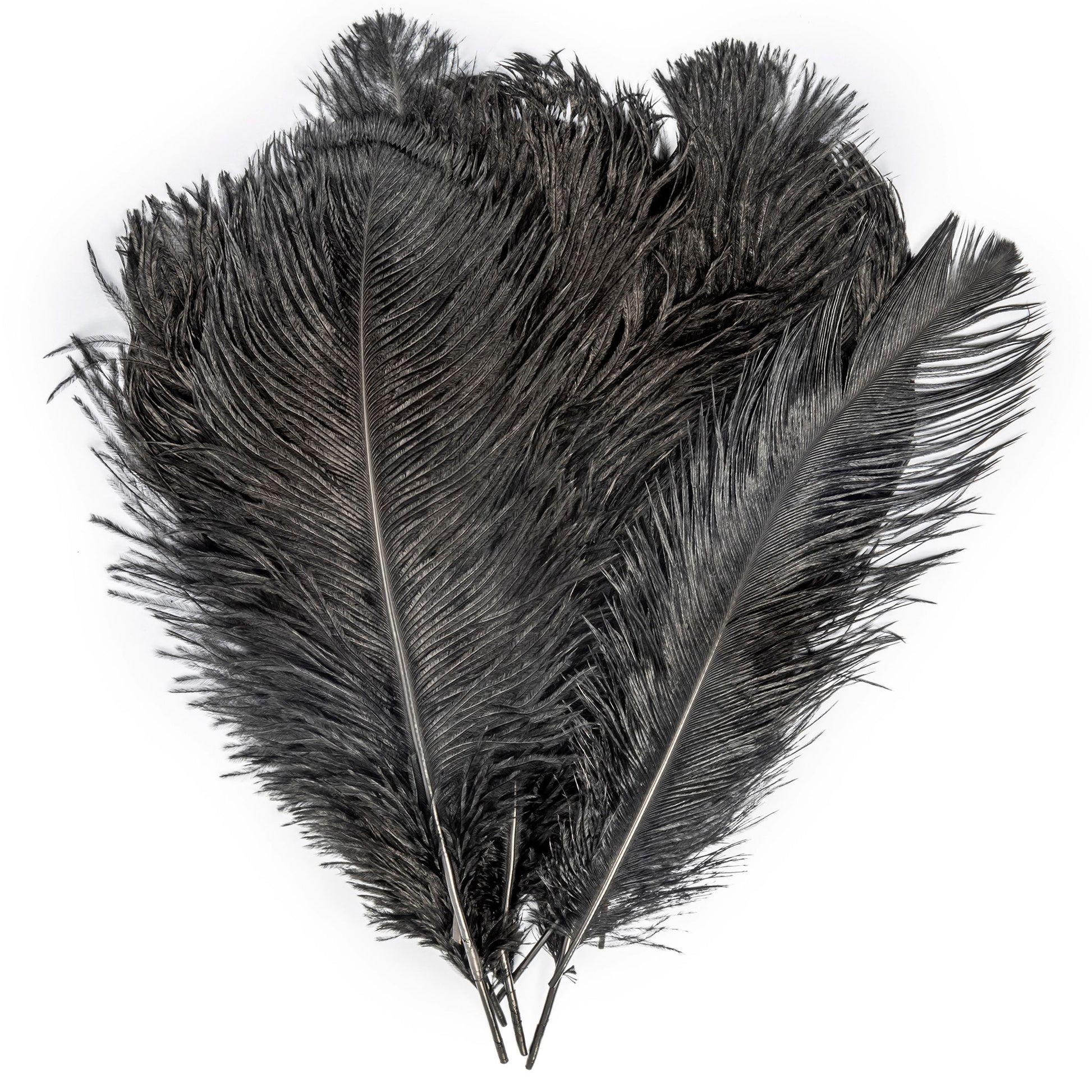 10 Pcs Natural Black Ostrich Feathers 14-16 Inch(35-40 Cm) Bulk for DIY  Hallowee